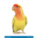 Agapornis