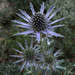 Distel