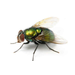 FLY