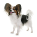 PAPILLON